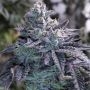 Guava Jelly Regular Marijuana Strain by Grounded Genetics For Sale Online at Cannabis Seeds Outlet