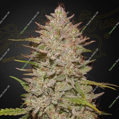 Chemical Candy Auto Feminized Marijuana Strain by Greenhouse Seeds For Sale Online at Cannabis Seeds Outlet