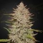 Chemical Candy Auto Feminized Marijuana Strain by Greenhouse Seeds For Sale Online at Cannabis Seeds Outlet