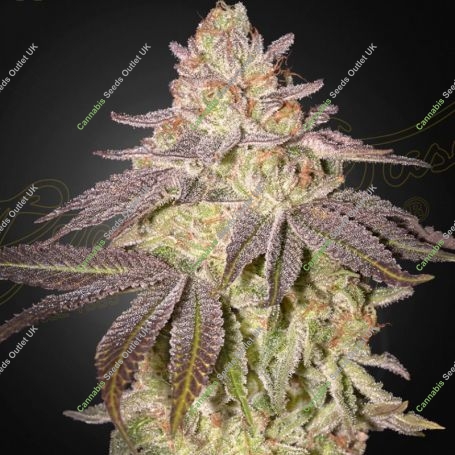 Black Toffee Auto Feminized Marijuana Strain by Greenhouse Seeds For Sale Online at Cannabis Seeds Outlet