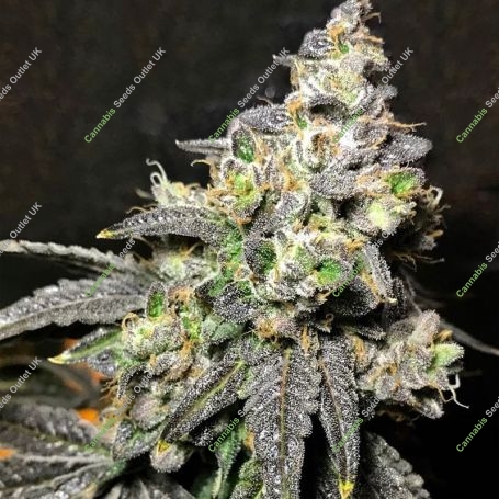 OG Eddy Lepp Auto Feminized Marijuana Strain by Original Sensible Seeds For Sale Online at Cannabis Seeds Outlet