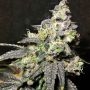 OG Eddy Lepp Auto Feminized Marijuana Strain by Original Sensible Seeds For Sale Online at Cannabis Seeds Outlet