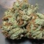 Original Sensible Seeds White Widow + Smoke Buds Weed Ganja Skunk Dope Pot Images Pics Nuggets