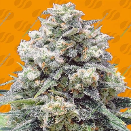 White Widow + Feminized Marijuana Strain by Original Sensible Seeds For Sale Online at Cannabis Seeds Outlet