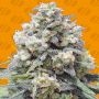 White Widow + Feminized Marijuana Strain by Original Sensible Seeds For Sale Online at Cannabis Seeds Outlet