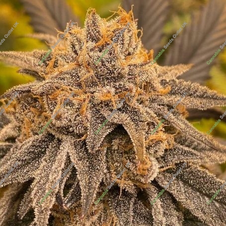 Trop Cherry Feminized Marijuana Strain by Original Sensible Seeds For Sale Online at Cannabis Seeds Outlet
