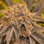 Trop Cherry Feminized Marijuana Strain by Original Sensible Seeds For Sale Online at Cannabis Seeds Outlet