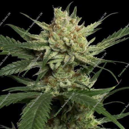 Strawberry Banana Fast Marijuana Strain by Original Sensible Seeds For Sale Online at Cannabis Seeds Outlet