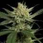 Strawberry Banana Fast Marijuana Strain by Original Sensible Seeds For Sale Online at Cannabis Seeds Outlet
