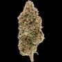 Original Sensible Seeds Lemon Oasis Auto Smoke Buds Weed Ganja Skunk Dope Pot Images Pics Nuggets