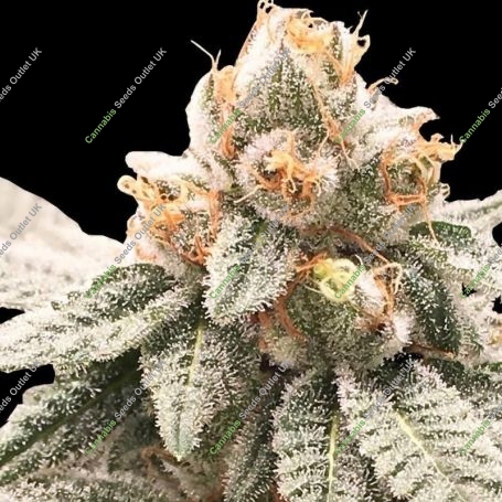 Lemon Oasis Auto Feminized Marijuana Strain by Original Sensible Seeds For Sale Online at Cannabis Seeds Outlet