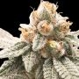 Lemon Oasis Auto Feminized Marijuana Strain by Original Sensible Seeds For Sale Online at Cannabis Seeds Outlet