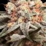 OO Seeds Rainbow Mints Smoke Buds Weed Ganja Skunk Dope Pot Images Pics Nuggets