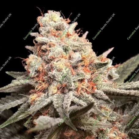 Rainbow Mints Feminized Marijuana Strain by OO Seeds For Sale Online at Cannabis Seeds Outlet