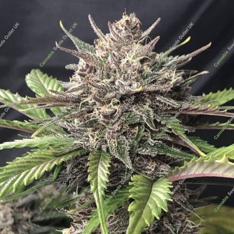 Gorilla Zkittlez Fast Feminized Marijuana Strain by Original Sensible Seeds For Sale Online at Cannabis Seeds Outlet