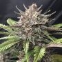 Gorilla Zkittlez Fast Feminized Marijuana Strain by Original Sensible Seeds For Sale Online at Cannabis Seeds Outlet