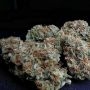 Original Sensible Seeds Gorilla Zkittlez Fast Smoke Buds Weed Ganja Skunk Dope Pot Images Pics Nuggets