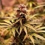 Ghost Train Power Feminized Marijuana Strain by Original Sensible Seeds For Sale Online at Cannabis Seeds Outlet