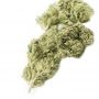 Original Sensible Seeds Cheese XXL Smoke Buds Weed Ganja Skunk Dope Pot Images Pics Nuggets