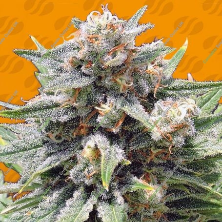Cheese XXL Feminized Marijuana Strain by Original Sensible Seeds For Sale Online at Cannabis Seeds Outlet
