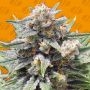 Cheese XXL Feminized Marijuana Strain by Original Sensible Seeds For Sale Online at Cannabis Seeds Outlet