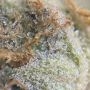 Blue Zushi Feminized by Original Sensible Seeds THC Content Potency Strength CBD Height Yield Flowering Time Indica Sativa Genet