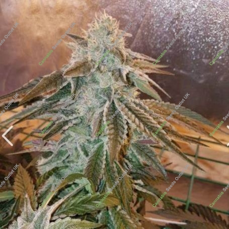 Blue Zushi Feminized Marijuana Strain by Original Sensible Seeds For Sale Online at Cannabis Seeds Outlet