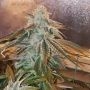 Blue Zushi Feminized Marijuana Strain by Original Sensible Seeds For Sale Online at Cannabis Seeds Outlet