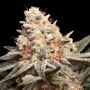 Rainbow Mints Auto Feminized Marijuana Strain by OO Seeds For Sale Online at Cannabis Seeds Outlet