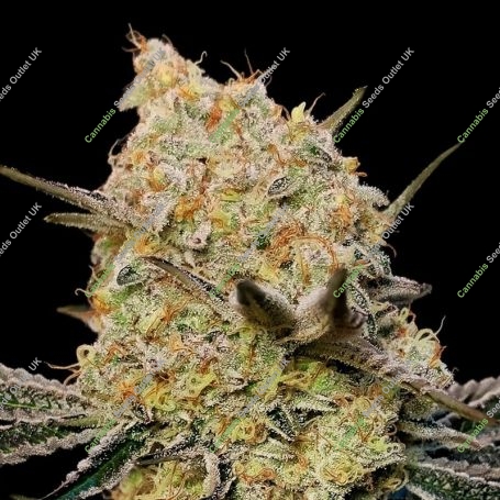 Gelato Mint Feminized Marijuana Strain by OO Seeds For Sale Online at Cannabis Seeds Outlet