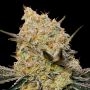 Gelato Mint Feminized Marijuana Strain by OO Seeds For Sale Online at Cannabis Seeds Outlet