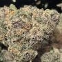 OO Seeds Gelato Mint Smoke Buds Weed Ganja Skunk Dope Pot Images Pics Nuggets