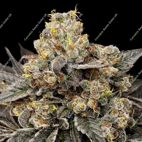 Biscotti Zkittlez Feminized Marijuana Strain by OO Seeds For Sale Online at Cannabis Seeds Outlet