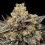 Biscotti Zkittlez Feminized Marijuana Strain by OO Seeds For Sale Online at Cannabis Seeds Outlet