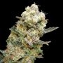 OO Seeds Biscotti Zkittlez Smoke Buds Weed Ganja Skunk Dope Pot Images Pics Nuggets