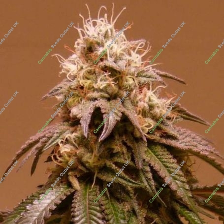 Plum Paradise Feminized Marijuana Strain by Karma Genetics For Sale Online at Cannabis Seeds Outlet