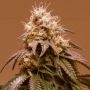 Plum Paradise Feminized Marijuana Strain by Karma Genetics For Sale Online at Cannabis Seeds Outlet