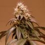 Karma Genetics Plum Paradise Smoke Buds Weed Ganja Skunk Dope Pot Images Pics Nuggets
