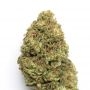 Plum Paradise Feminized by Karma Genetics THC Content Potency Strength CBD Height Yield Flowering Time Indica Sativa Genetics
