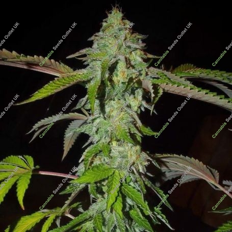 Pink Paletas Feminized Marijuana Strain by Karma Genetics For Sale Online at Cannabis Seeds Outlet