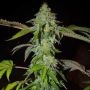Pink Paletas Feminized Marijuana Strain by Karma Genetics For Sale Online at Cannabis Seeds Outlet