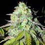 Karma Genetics Pink Paletas Smoke Buds Weed Ganja Skunk Dope Pot Images Pics Nuggets