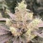 Karma Genetics Mop Chopper Smoke Buds Weed Ganja Skunk Dope Pot Images Pics Nuggets