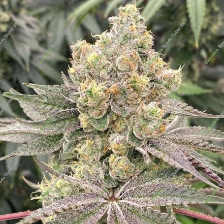 Mop Chopper Feminized Marijuana Strain by Karma Genetics For Sale Online at Cannabis Seeds Outlet