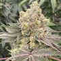 Mop Chopper Feminized Marijuana Strain by Karma Genetics For Sale Online at Cannabis Seeds Outlet