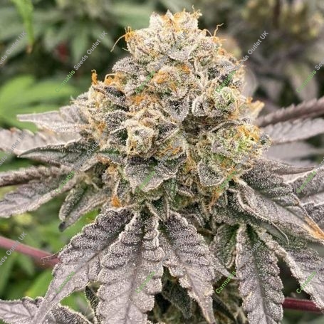 Biker 41 Feminized Marijuana Strain by Karma Genetics For Sale Online at Cannabis Seeds Outlet
