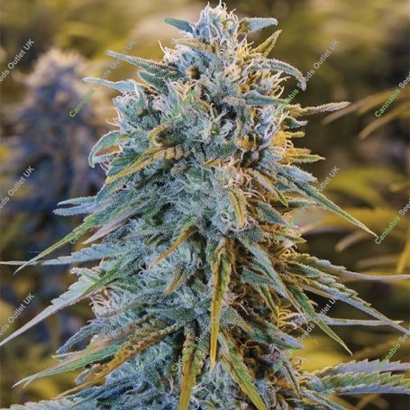 Blue Dream Feminized Marijuana Strain by Humboldt Seed Organisation For Sale Online at Cannabis Seeds Outlet