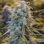 Blue Dream Feminized Marijuana Strain by Humboldt Seed Organisation For Sale Online at Cannabis Seeds Outlet