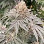 Karma Genetics Apple B Smoke Buds Weed Ganja Skunk Dope Pot Images Pics Nuggets