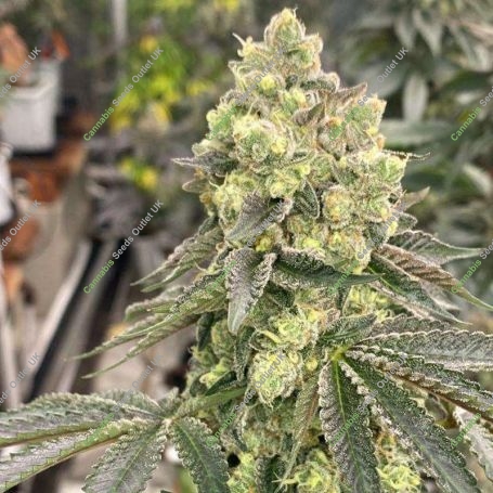 Apple B Feminized Marijuana Strain by Karma Genetics For Sale Online at Cannabis Seeds Outlet